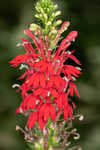 Cardinal flower